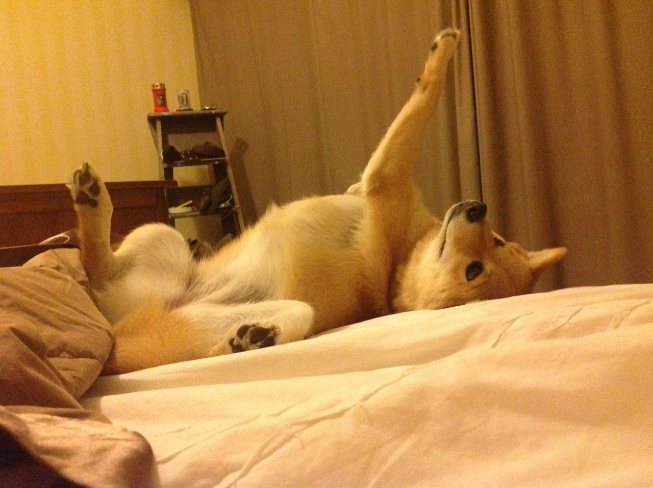 NBA与西班牙篮球联合举办“篮球无国界”欧洲训练营,西班牙篮球联合会