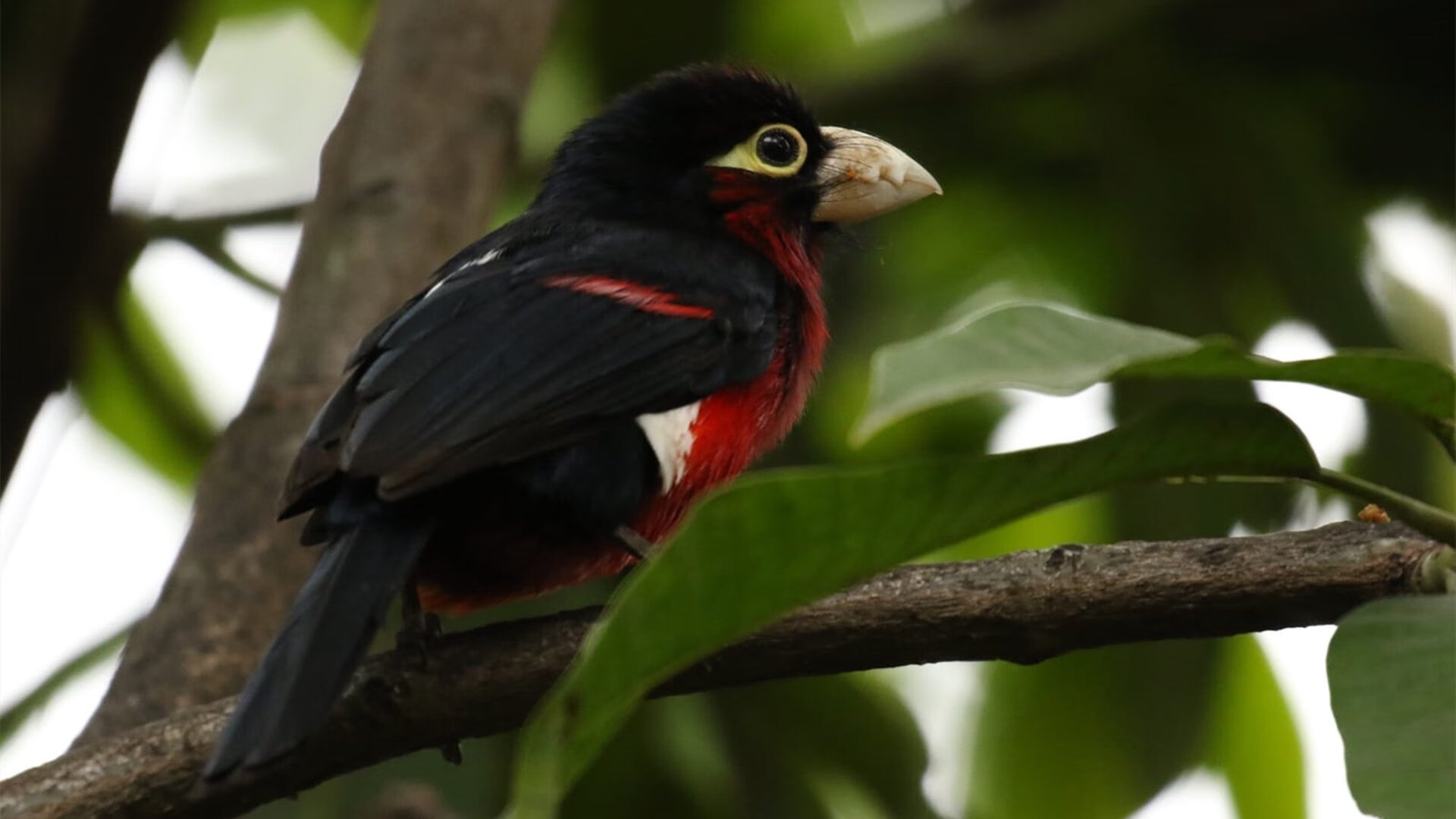 NBA与迪士尼、亚马逊、NBC谈判新转播协议,金额达760亿美元