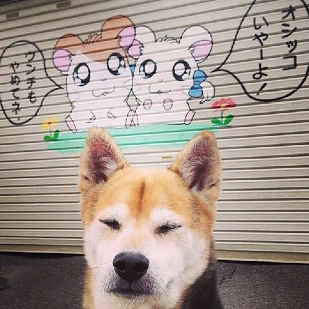 _魔术逆境中崛起,连胜不断刷纪录_,魔术cull