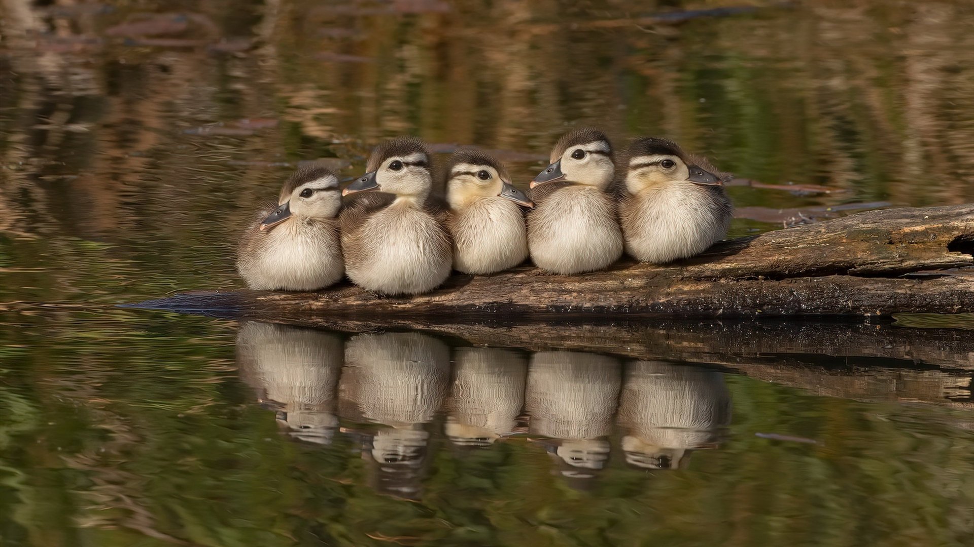 “未来之星”青少年青训创新联盟在上海正式成立，助推行业高质量发展