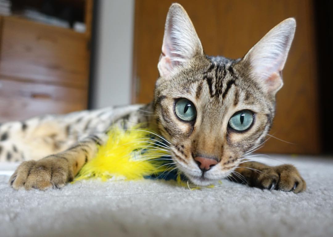 爱游戏登录入口-中国足球裁判申诉系统上线，裁判判罚透明度提升，中国足球裁判员注册系统